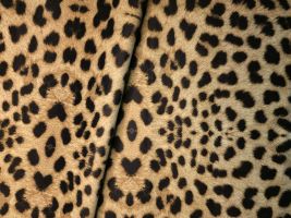 Serval Black / Tan Upholstery Fabric - ships separately